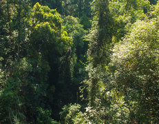 100 milionów lat pierwotnego lasu deszczowego.