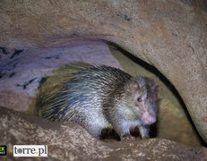  I kamerdyner - jeżozwierz, a dokładnie skąpokolec malajski, mieszkający w jaskini. 