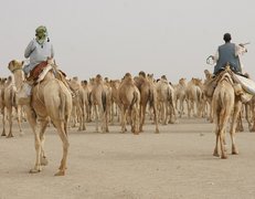Karawany sudańskich wielbłądów w drodze do Egiptu