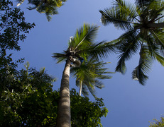 …. gdzie Monkey man ( człowiek małpa) zrywa dla nas orzechy kokosowe… <br> fot. Sławomir Bieniek </br>