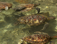 Na północy wyspy w kurorcie Nungwi warto odwiedzić ośrodek żółwi <br> fot. Sławomir Bieniek </br>