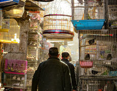 Kabul, Ptasi Targ, fot. Mohammad Husaini, Unsplash