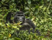 Uganda - Perła Afryki